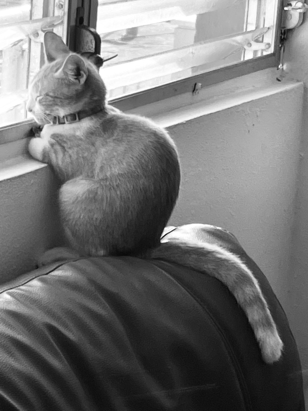 Meet Venus the&nbsp;Cat