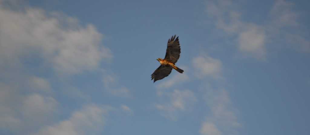 A Red Tail Hawk encounter&nbsp;(Guaraguao)