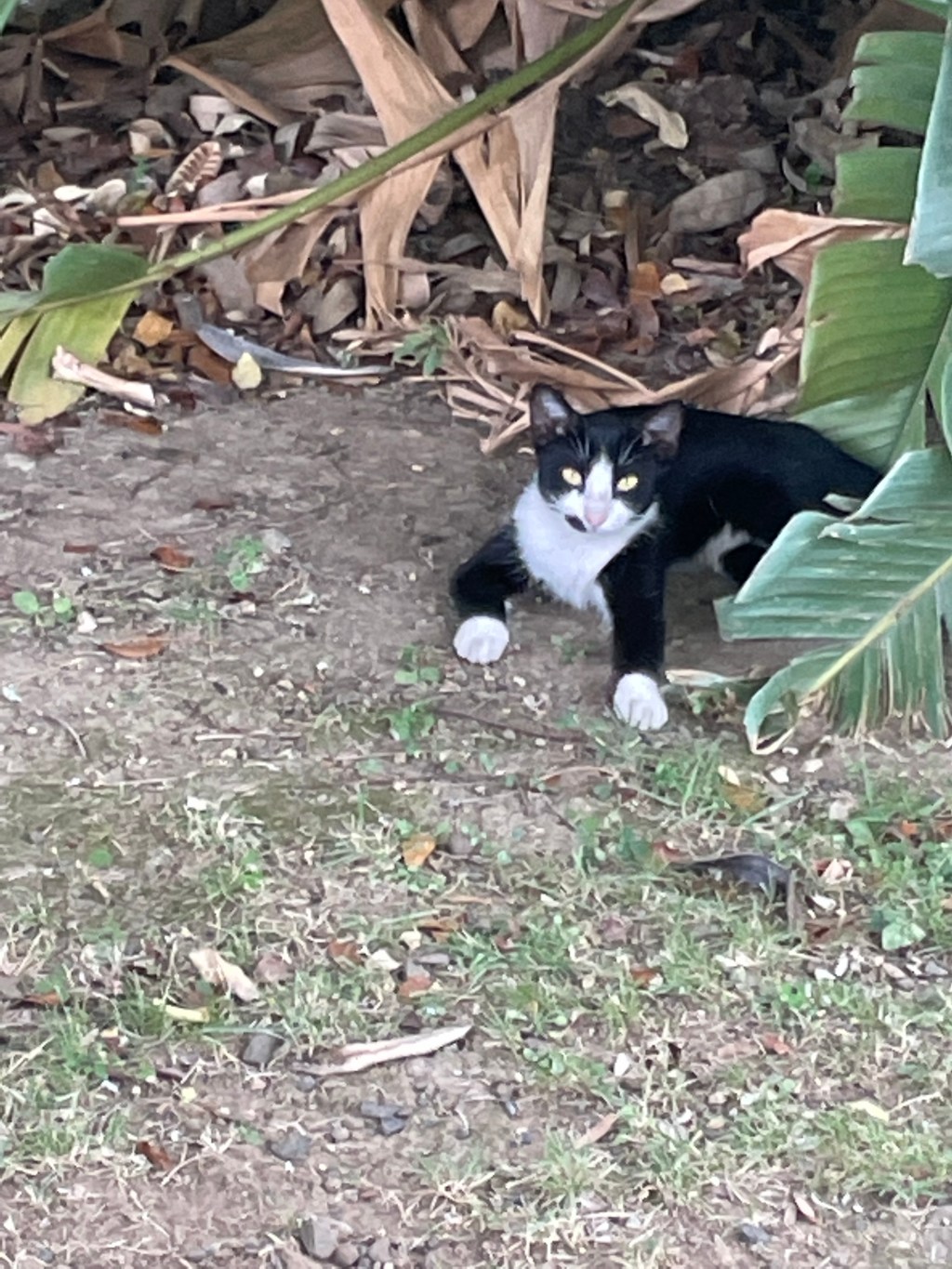 Reflection on cats and helping a special&nbsp;one