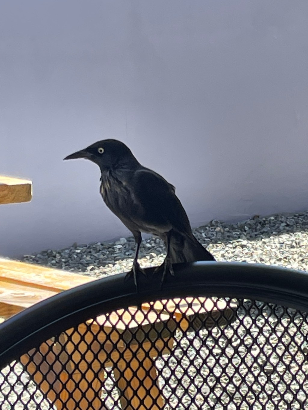 A Grackle joined me at&nbsp;lunch