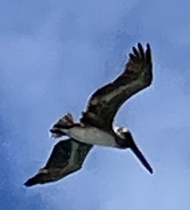 The flight of the&nbsp;Pelicans