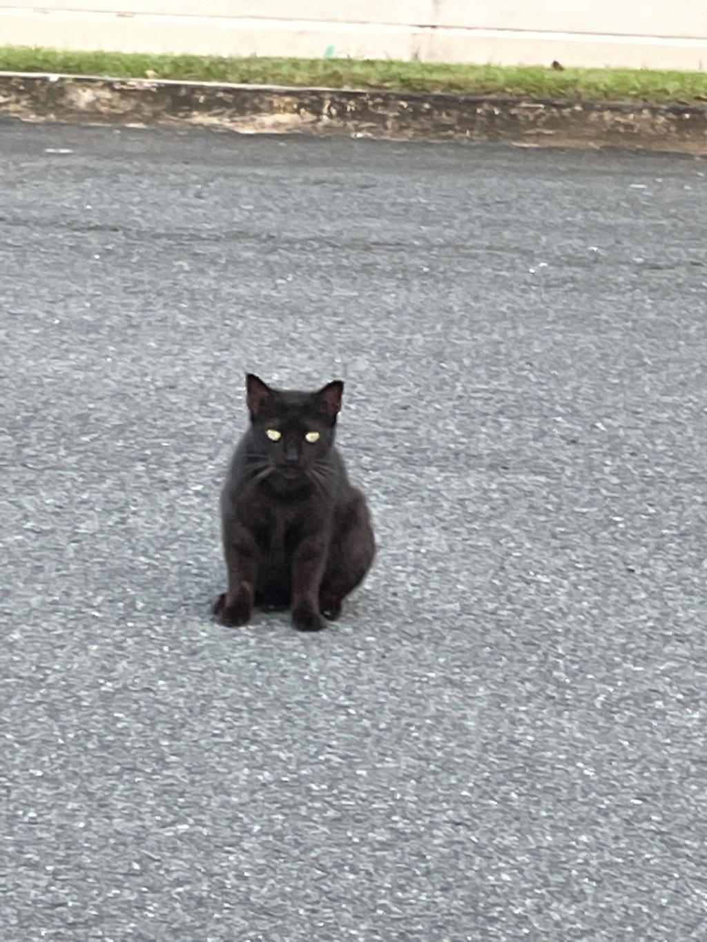 More cats out of the&nbsp;cradle.