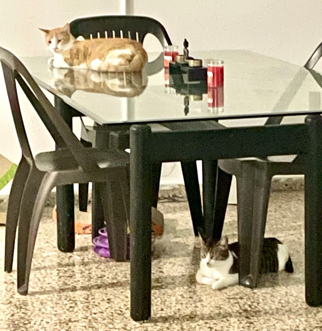 More about Neo and&nbsp;Venus