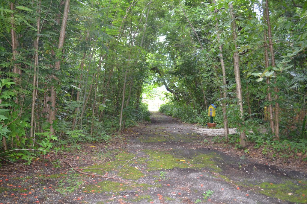 The Narrow Way to the Island Lungs : Bosque de San Patricio –&nbsp;Guaynabo