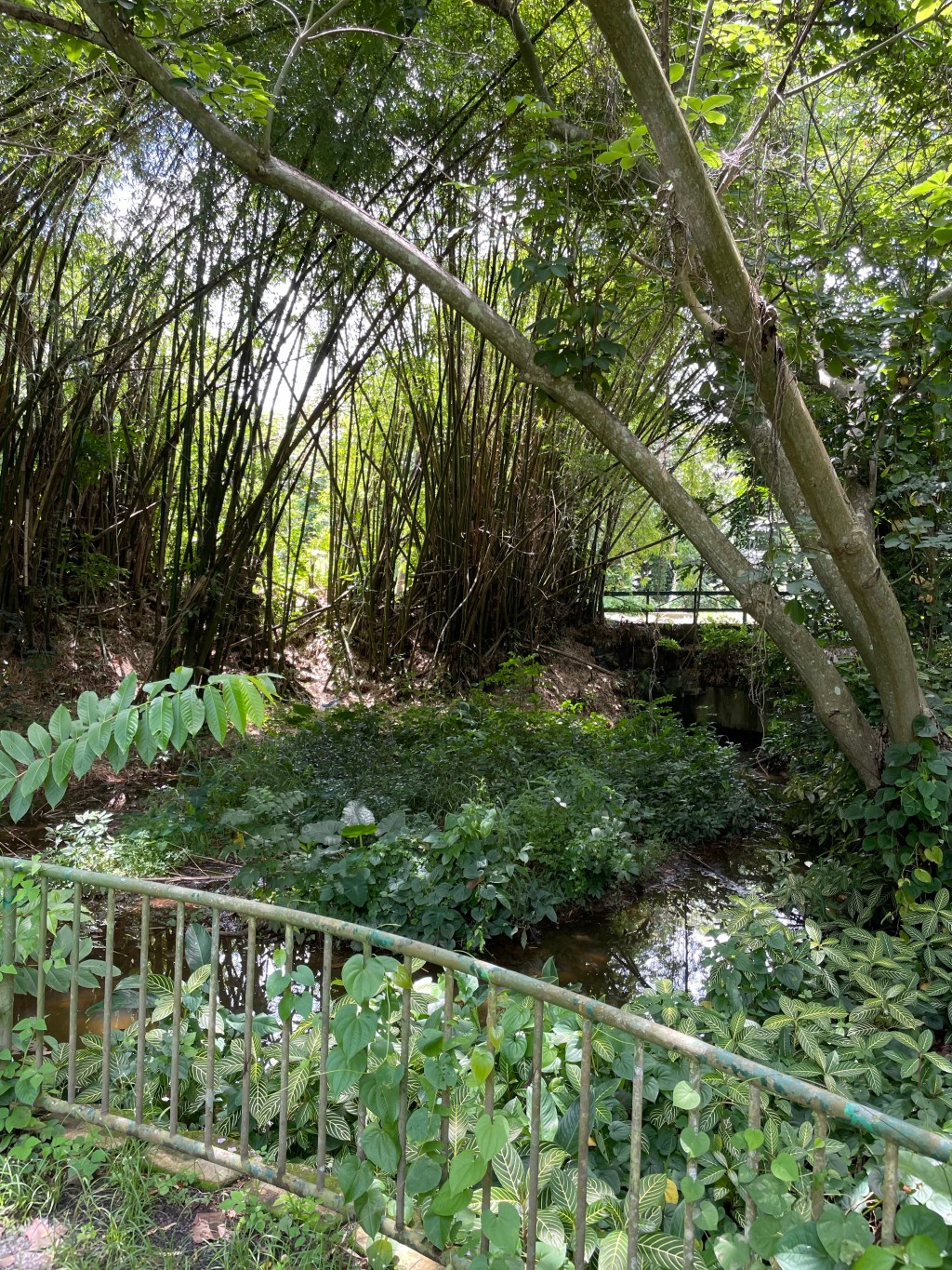 The Narrow Way to the Island Lungs : Jardín Botánico – Rio&nbsp;Piedras