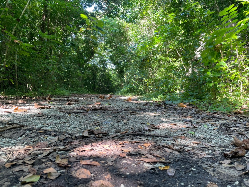 The Narrow Way to the Island Lungs : Julio E Monagas National&nbsp;Forest.