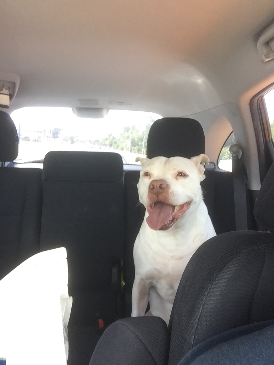 The Truth about Cats and Dogs in a photography&nbsp;way.