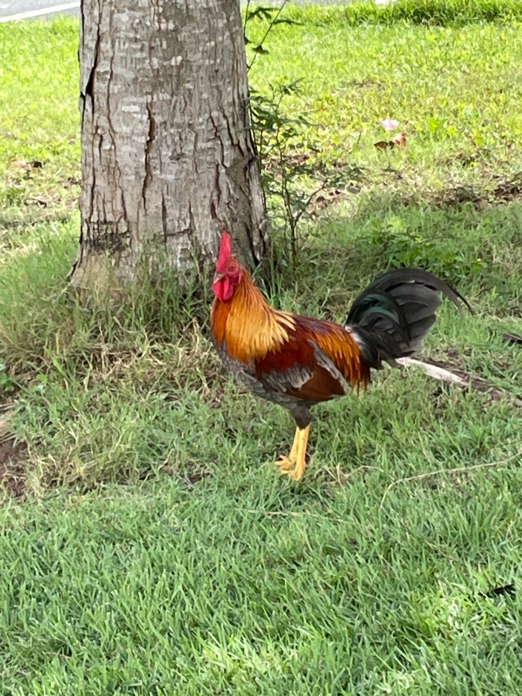 Roosters, Pigeons and&nbsp;Grackels