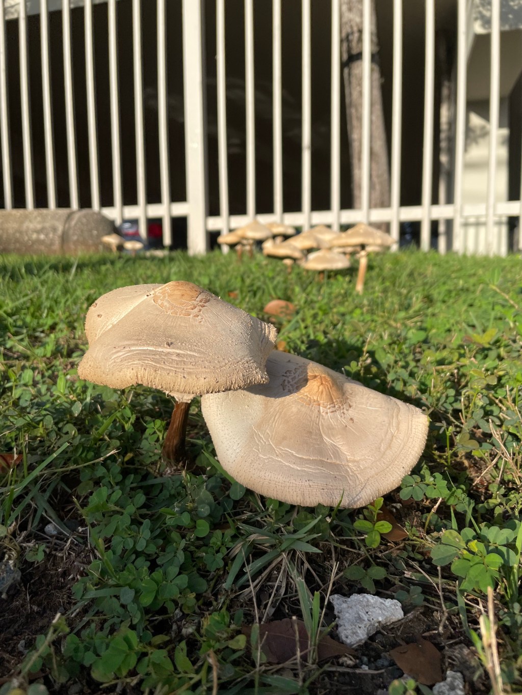 Mushrooms around