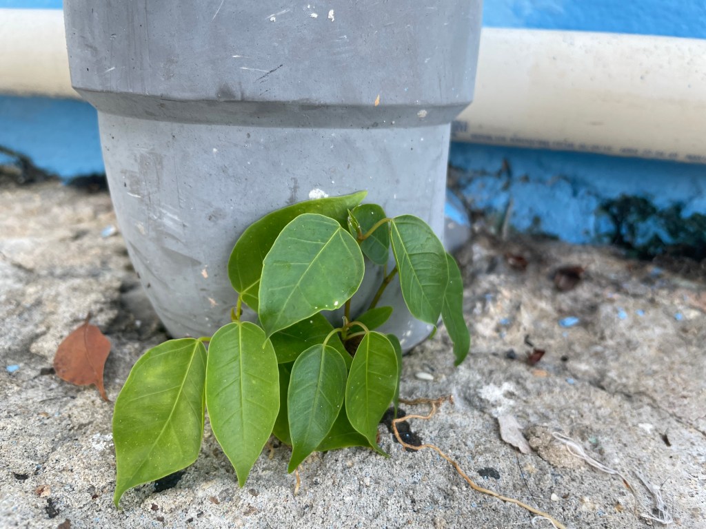 The weird world of crack&nbsp;weeds