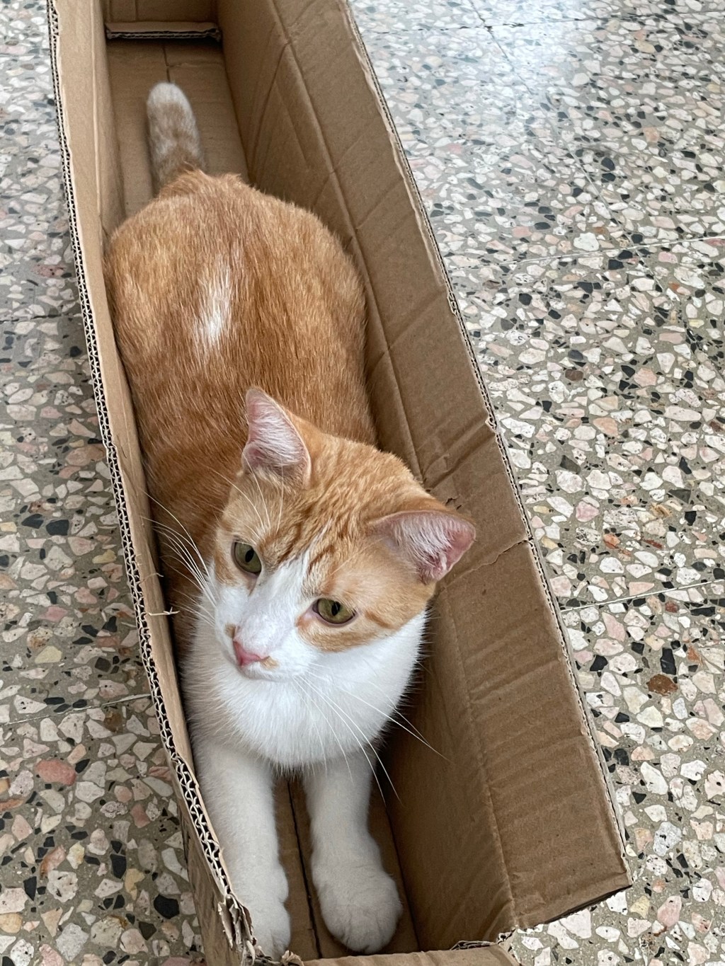 Behold the International Cat&nbsp;Day!