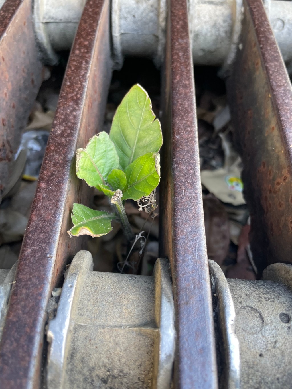 Little treasures found on random&nbsp;places